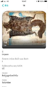 Lao Bushmeat001